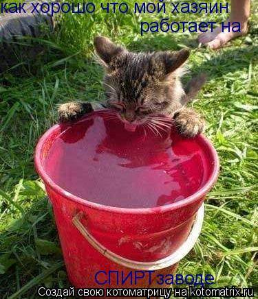 Котоматрица: как хорошо что мой хазяин  работает на СПИРТзаводе
