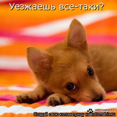 Котоматрица: Уезжаешь все-таки?