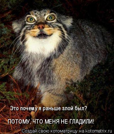 Это почему я раньше злой был? ПОТОМУ, ЧТО МЕНЯ НЕ ГЛАДИЛИ!... Котоматрица: Это почему я раньше злой был? ПОТОМУ, ЧТО МЕНЯ НЕ ГЛАДИЛИ!
