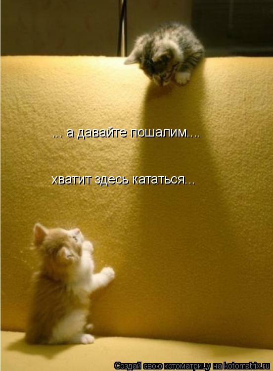 ... а давайте пошалим.... хватит здесь кататься...... Котоматрица: ... а давайте пошалим.... хватит здесь кататься...
