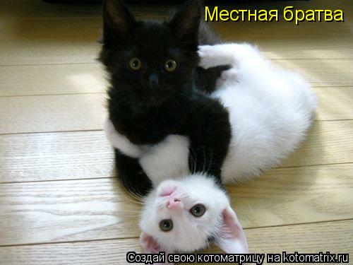 Местная братва... Котоматрица: Местная братва