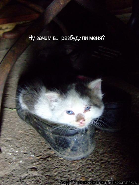 Котоматрица: Ну зачем вы разбудили меня?