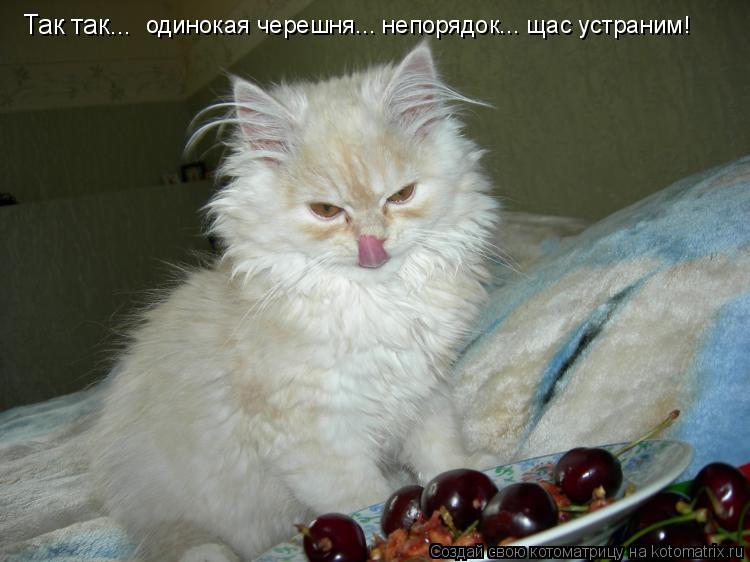 Так так... одинокая черешня... непорядок... щас устраним!... Котоматрица: Так так... одинокая черешня... непорядок... щас устраним!