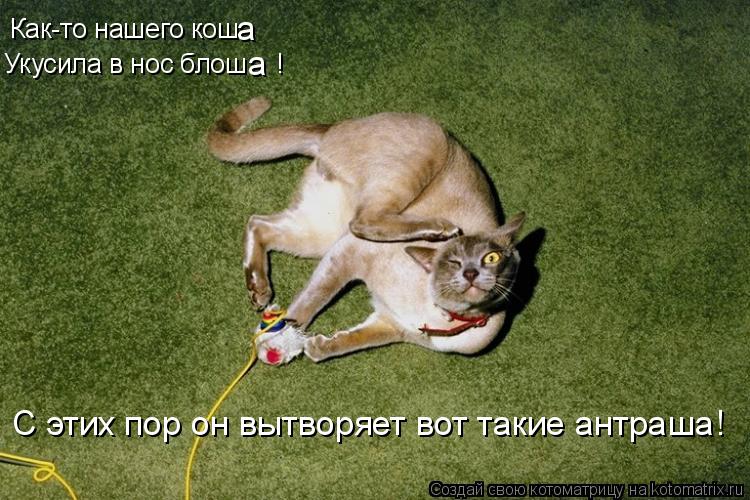 Как-то нашего кош а Укусила в нос блош ! а С этих пор он вытворяет вот такие антраша!... Котоматрица: Как-то нашего кош а Укусила в нос блош ! а С этих пор он вытворяет вот такие антраша!