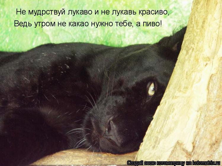Не мудрствуй лукаво и не лукавь красиво, Ведь утром не какао нужно тебе, а пиво!... Котоматрица: Не мудрствуй лукаво и не лукавь красиво, Ведь утром не какао нужно тебе, а пиво!