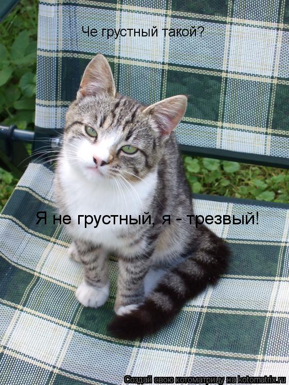 Че грустный такой? Я не грустный, я - трезвый!... Котоматрица: Че грустный такой? Я не грустный, я - трезвый!