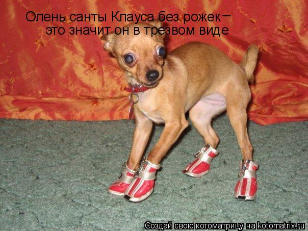 Котоматрица: Олень санты Клауса без рожек _ это значит он в трезвом виде