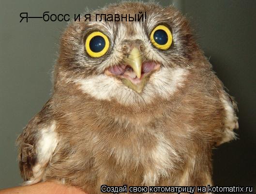 Я __ босс и я главный!... Котоматрица: Я __ босс и я главный!