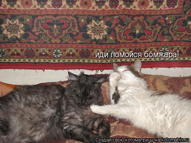 иди помойся бомжара!... Котоматрица: иди помойся бомжара!