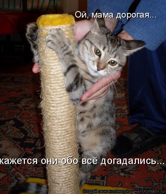 Ой, мама дорогая... кажется они обо всё догадались...... Котоматрица: Ой, мама дорогая... кажется они обо всё догадались...