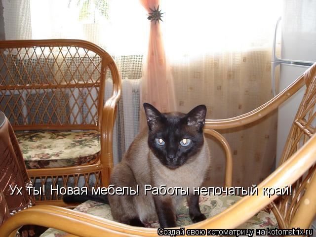 Ух ты! Новая мебель! Работы непочатый край!... Котоматрица: Ух ты! Новая мебель! Работы непочатый край!