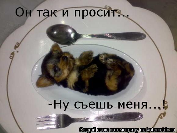 Он так и просит... -Ну съешь меня...!... Котоматрица: Он так и просит... -Ну съешь меня...!