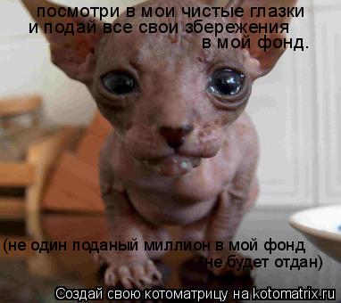 Котоматрица: посмотри в мои чистые глазки и подай все свои збережения  в мой фонд. (не один поданый миллион в мой фонд не будет отдан)
