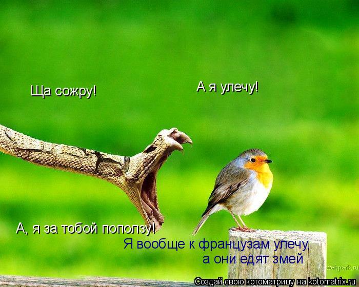 Котоматрица: Ща сожру! А я улечу! А, я за тобой поползу! Я вообще к французам улечу, а они едят змей