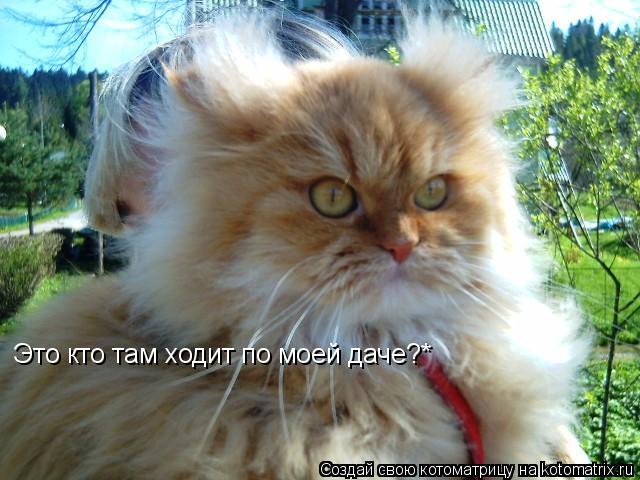 Это кто там ходит по моей даче?*... Котоматрица: Это кто там ходит по моей даче?*