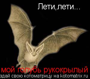 Котоматрица: Лети,лети... мой голубь рукокрылый