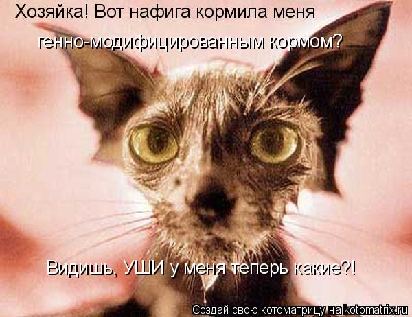 Котоматрица: Хозяйка! Вот нафига кормила меня генно-модифицированным кормом? Видишь, УШИ у меня теперь какие?!