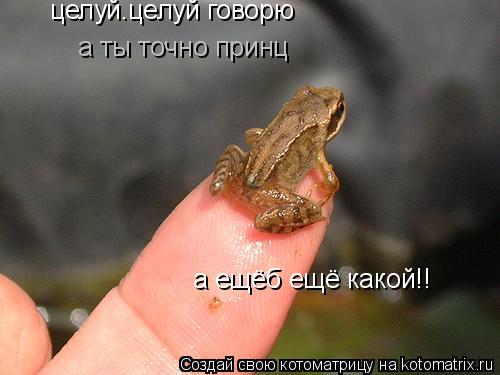 Котоматрица: целуй.целуй говорю а ты точно принц а ещёб ещё какой!!