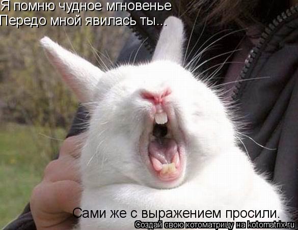 Котоматрица: Я помню чудное мгновенье Передо мной явилась ты... Сами же с выражением просили.
