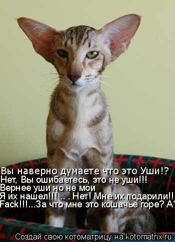 Вы наверно думаете что это Уши!? Нет, Вы ошибаетесь, это не уши!!! Вернее уши но не мои Я их нашел!!!... Котоматрица: Вы наверно думаете что это Уши!? Нет, Вы ошибаетесь, это не уши!!! Вернее уши но не мои Я их нашел!!! .. . Нет! Мне их подарили!!! Fack!!!...За что мн