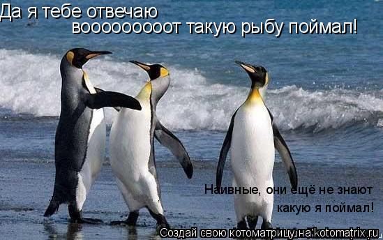 Котоматрица: Да я тебе отвечаю вооооооооот такую рыбу поймал! Наивные, они ещё не знают какую я поймал!