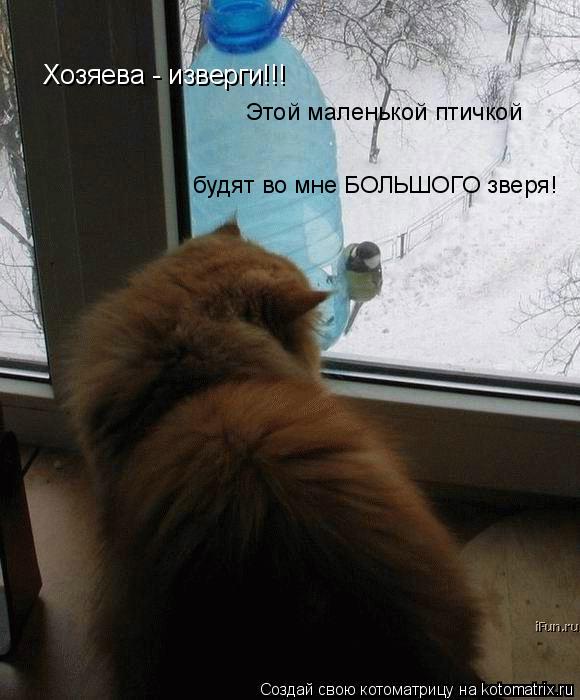 Хозяева - изверги!!! Этой маленькой птичкой будят во мне БОЛЬШОГО зверя!... Котоматрица: Хозяева - изверги!!! Этой маленькой птичкой будят во мне БОЛЬШОГО зверя!