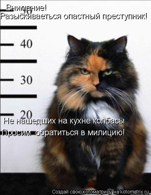 Внимание! Не нашедших на кухне колбасы Просим обратиться в милицию! Разыскиваеться опастный престу... Котоматрица: Внимание! Не нашедших на кухне колбасы Просим обратиться в милицию! Разыскиваеться опастный преступник!