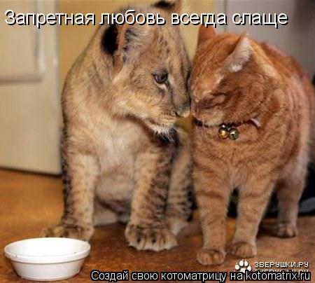 Котоматрица: Запретная любовь всегда слаще