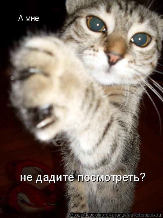 А мне не дадите посмотреть?... Котоматрица: А мне не дадите посмотреть?