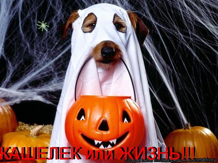 КАШЕЛЕК или ЖИЗНЬ!!! КАШЕЛЕК или ЖИЗНЬ!!!... Котоматрица: КАШЕЛЕК или ЖИЗНЬ!!! КАШЕЛЕК или ЖИЗНЬ!!!
