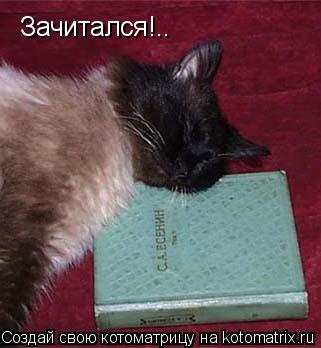 Зачитался!..... Котоматрица: Зачитался!..