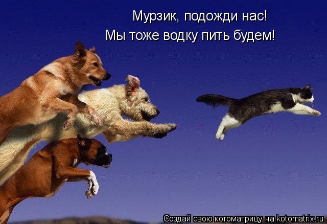 Мурзик, подожди нас! Мы тоже водку пить будем!... Котоматрица: Мурзик, подожди нас! Мы тоже водку пить будем!