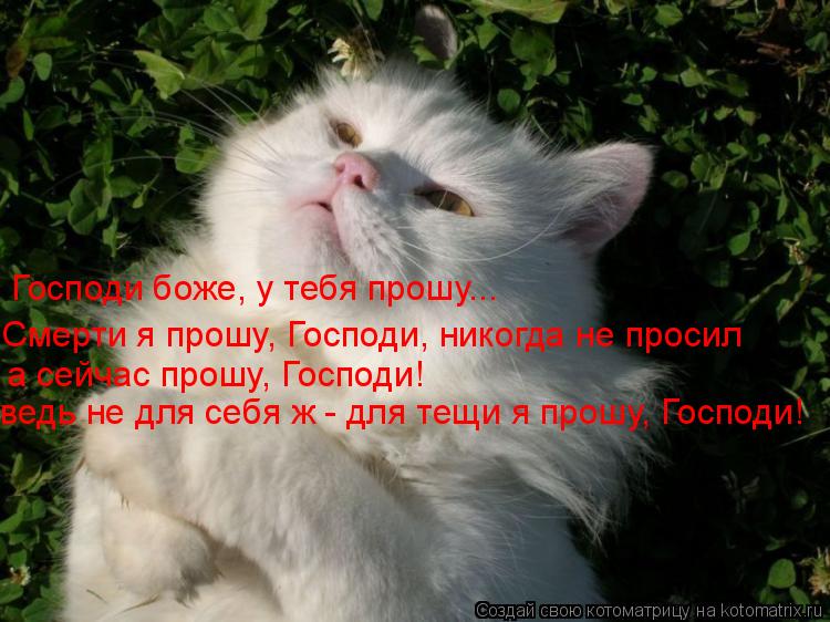 Котоматрица: Господи боже, у тебя прошу... Смерти я прошу, Господи, никогда не просил  а сейчас прошу, Господи!  ведь не для себя ж - для тещи я прошу, Господи!
