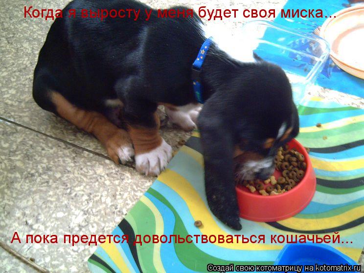 Котоматрица: Когда я выросту у меня будет своя миска... А пока предется довольствоваться кошачьей...