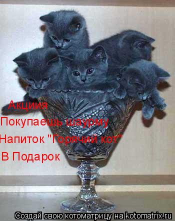 Акциия Покупаешь шаурму Напиток "Горячий кот" В Подарок... Котоматрица: Акциия Покупаешь шаурму Напиток "Горячий кот" В Подарок