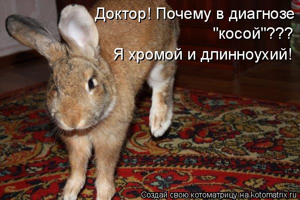 Доктор! Почему в диагнозе "косой"??? Я хромой и длинноухий!... Котоматрица: Доктор! Почему в диагнозе "косой"??? Я хромой и длинноухий!
