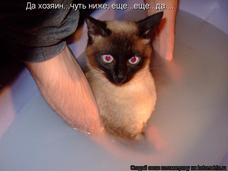 Да хозяин...чуть ниже, еще...еще...да....... Котоматрица: Да хозяин...чуть ниже, еще...еще...да....