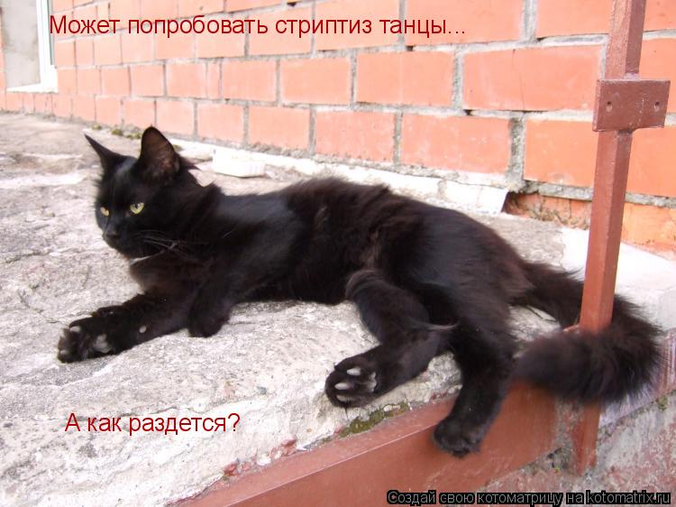 Может попробовать стриптиз танцы... А как раздется?... Котоматрица: Может попробовать стриптиз танцы... А как раздется?