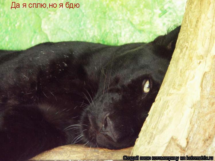 Да я сплю,но я бдю... Котоматрица: Да я сплю,но я бдю