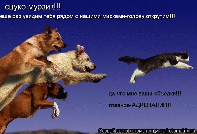 сцуко мурзик!!! еще раз увидим тебя рядом с нашими мисками-голову открутим!!! да что мне ваши объедки... Котоматрица: сцуко мурзик!!! еще раз увидим тебя рядом с нашими мисками-голову открутим!!! да что мне ваши объедки!!! главное-АДРЕНАЛИН!!!