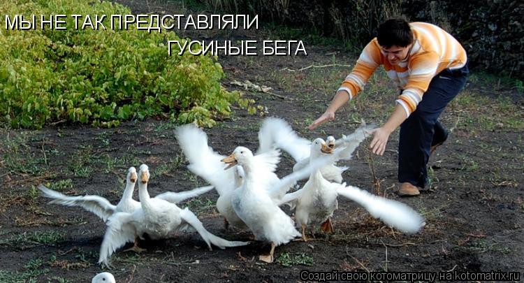 МЫ НЕ ТАК ПРЕДСТАВЛЯЛИ ГУСИНЫЕ БЕГА... Котоматрица: МЫ НЕ ТАК ПРЕДСТАВЛЯЛИ ГУСИНЫЕ БЕГА