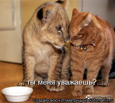 Котоматрица: ... ты меня уважаешь?....