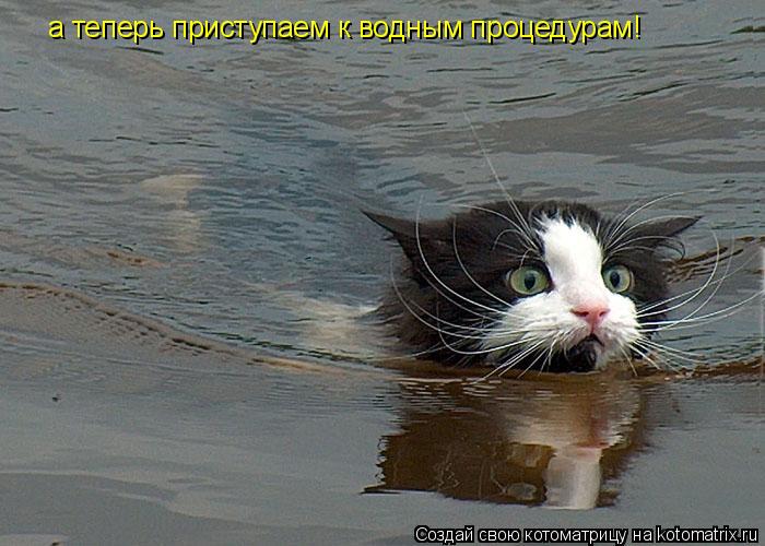 а теперь приступаем к водным процедурам!... Котоматрица: а теперь приступаем к водным процедурам!