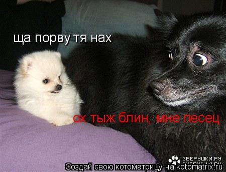 ща порву тя нах ох тыж блин, мне песец... Котоматрица: ща порву тя нах ох тыж блин, мне песец