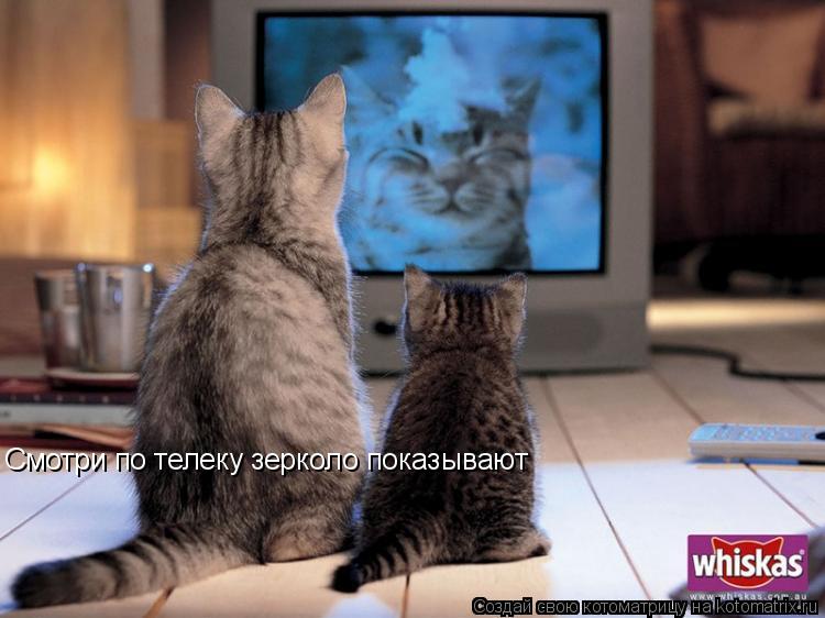 Смотри по телеку зерколо показывают... Котоматрица: Смотри по телеку зерколо показывают
