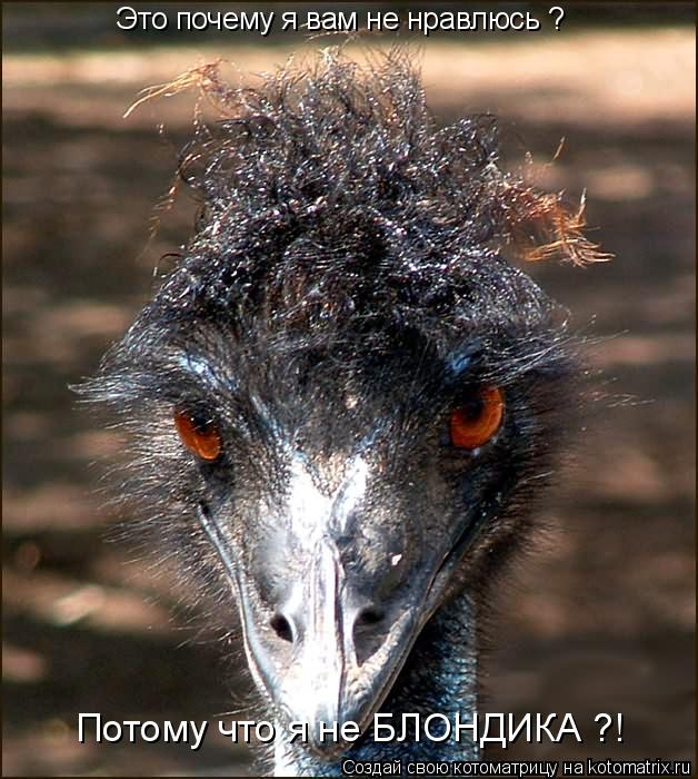 Это почему я вам не нравлюсь ? Потому что я не БЛОНДИКА ?!... Котоматрица: Это почему я вам не нравлюсь ? Потому что я не БЛОНДИКА ?!
