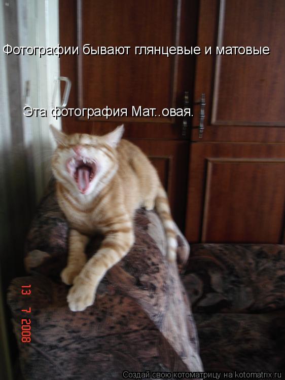 Фотографии бывают глянцевые и матовые Эта фотография Мат..овая.... Котоматрица: Фотографии бывают глянцевые и матовые Эта фотография Мат..овая.
