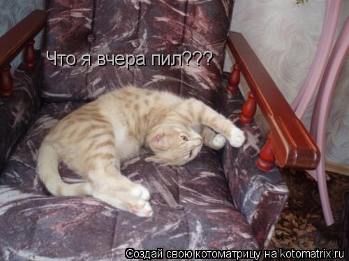 Что я вчера пил???... Котоматрица: Что я вчера пил???