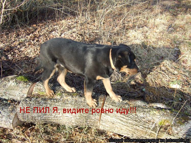 НЕ ПИЛ Я, видите ровно иду!!!... Котоматрица: НЕ ПИЛ Я, видите ровно иду!!!