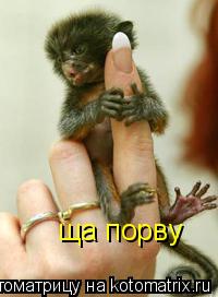 Котоматрица: ща порву